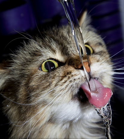Pet Hydration 101: How Much Water Do Dogs and Cats Really Need?